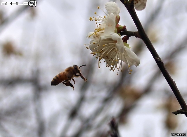 分享 石門水庫賞楓之旅