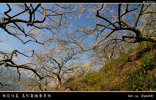 烏松崙+柳家梅園~~賞梅囉!!