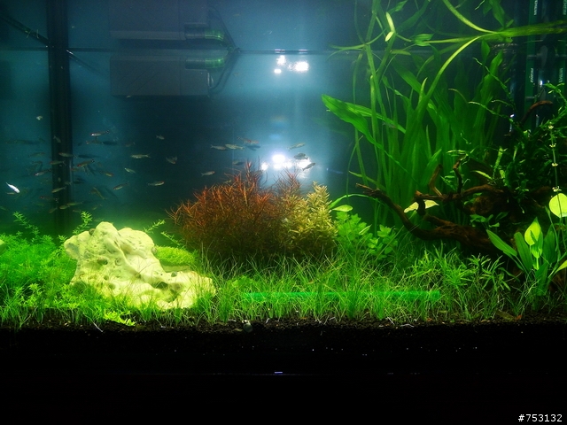 [水族]牛毛草原成景照(20009.11.22~2010.02.19)&新佈景開始。