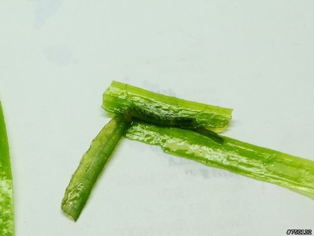[水族]牛毛草原成景照(20009.11.22~2010.02.19)&新佈景開始。