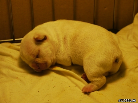 我家的法國鬥牛犬居然生了六隻寶寶(P8年後照片出爐囉)