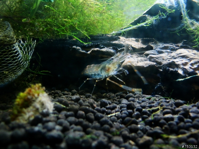 [水族]牛毛草原成景照(20009.11.22~2010.02.19)&新佈景開始。