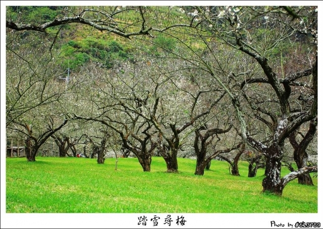 【賞梅】1/8 (五) 烏松崙‧柳家梅園踏雪尋梅(下雨取消)
