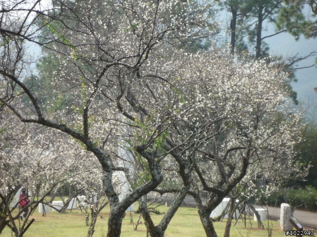 1/4復興角板山行館梅花盛開