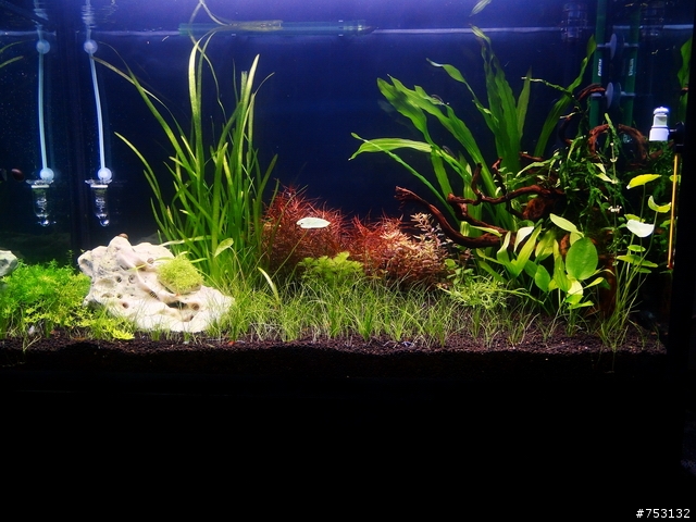 [水族]牛毛草原成景照(20009.11.22~2010.02.19)&新佈景開始。