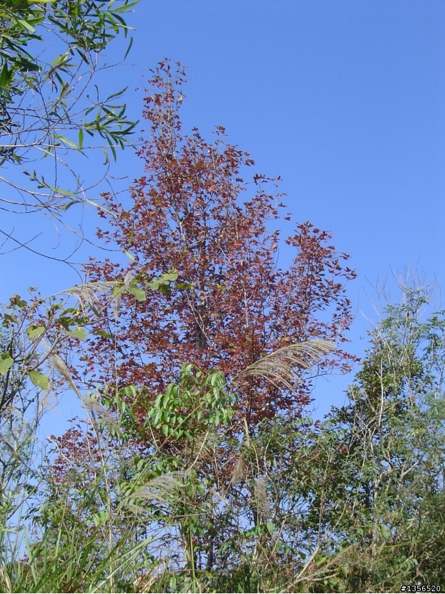 士文環線順登北湖呂山
