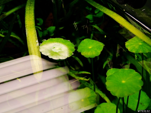[水族]牛毛草原成景照(20009.11.22~2010.02.19)&新佈景開始。