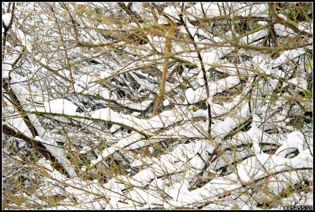 今天拍的雪景~請朋友們欣賞下，多提意見!