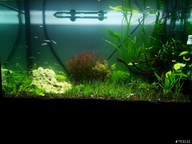 [水族]牛毛草原成景照(20009.11.22~2010.02.19)&新佈景開始。