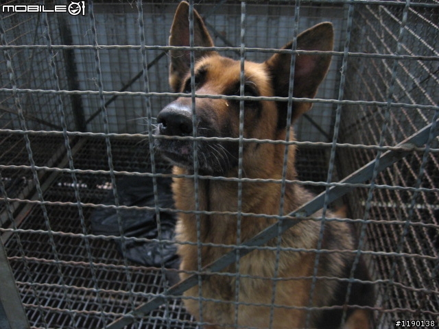 歡迎愛心認養(新竹縣收容所)----德國狼犬--已結速