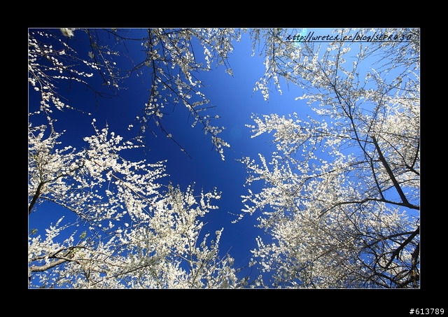 【賞梅】1/8 (五) 烏松崙‧柳家梅園踏雪尋梅(下雨取消)