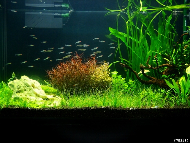 [水族]牛毛草原成景照(20009.11.22~2010.02.19)&新佈景開始。