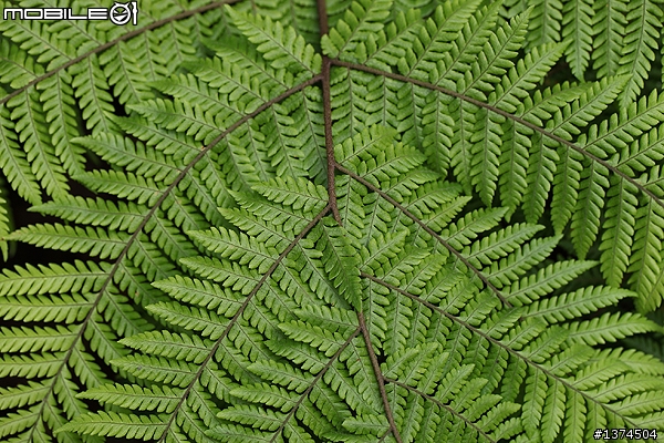 [舊的不去新的不來]EF 100mm f2.8 Macro USM VS EF 100mm f2.8L Macro IS USM