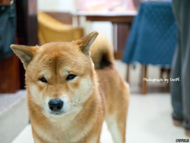 柴犬來貼圖吧～