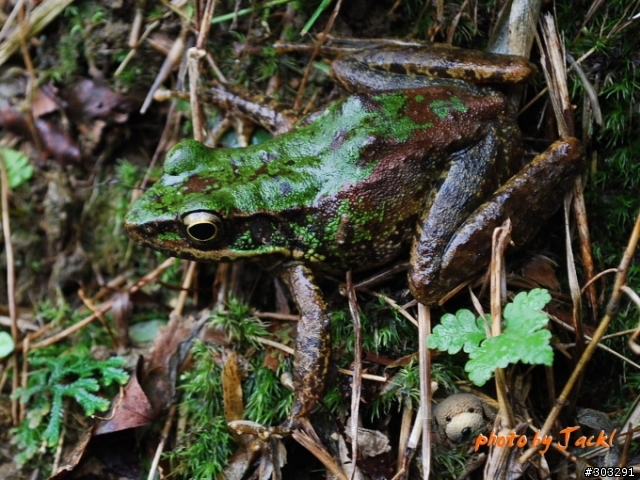 【郊山】 9811瑞芳小晃