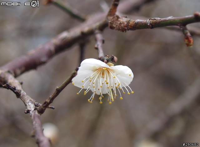 分享 石門水庫賞楓之旅