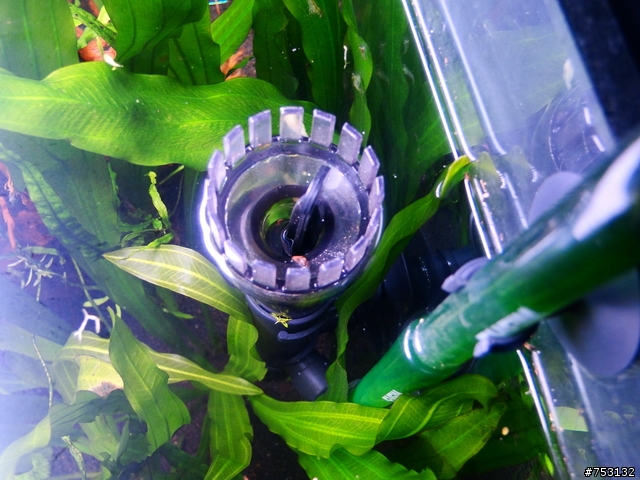[水族]牛毛草原成景照(20009.11.22~2010.02.19)&新佈景開始。