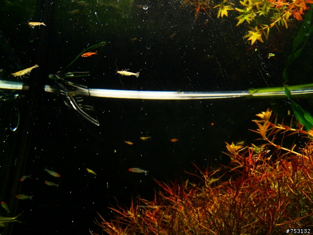[水族]牛毛草原成景照(20009.11.22~2010.02.19)&新佈景開始。