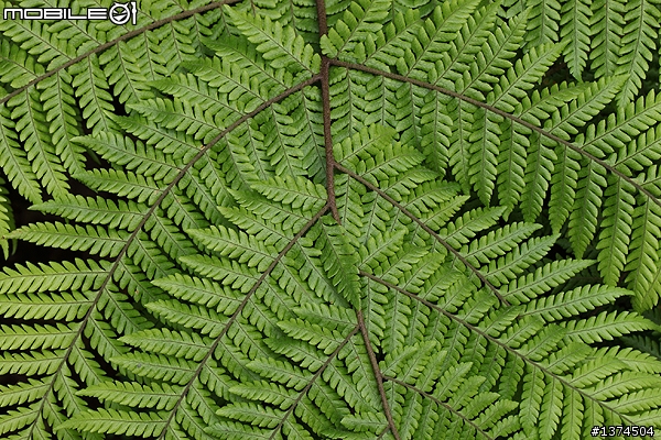 [舊的不去新的不來]EF 100mm f2.8 Macro USM VS EF 100mm f2.8L Macro IS USM