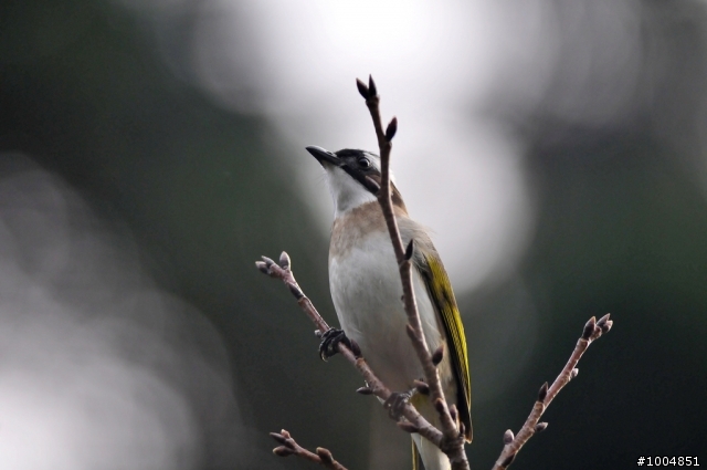 [分享]D300s+300mm F4 神奇啦!傑克...光圈出現F1.4
