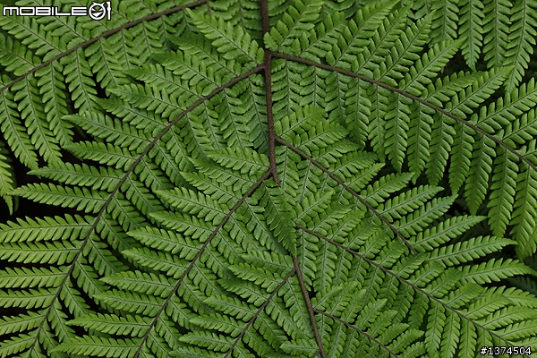 [舊的不去新的不來]EF 100mm f2.8 Macro USM VS EF 100mm f2.8L Macro IS USM