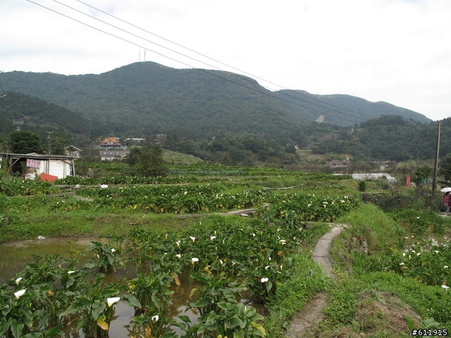 偷得半日閑轉把半日遊:竹子湖海芋~二子坪~大屯山助航台