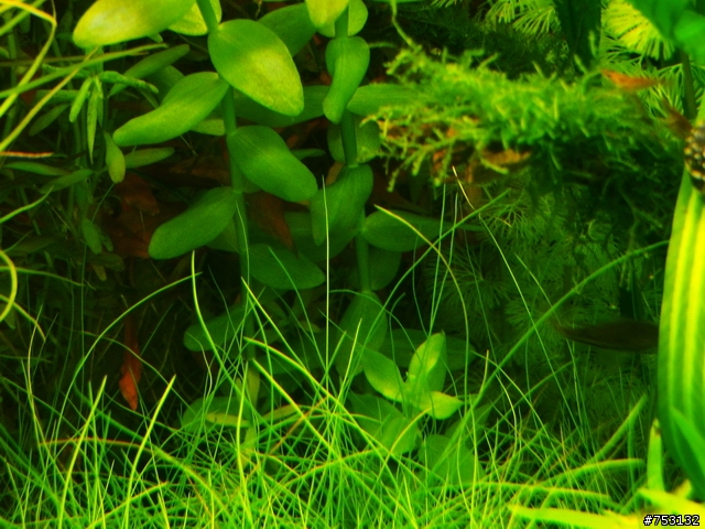 [水族]牛毛草原成景照(20009.11.22~2010.02.19)&新佈景開始。