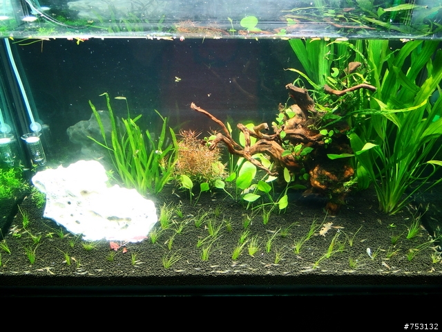 [水族]牛毛草原成景照(20009.11.22~2010.02.19)&新佈景開始。
