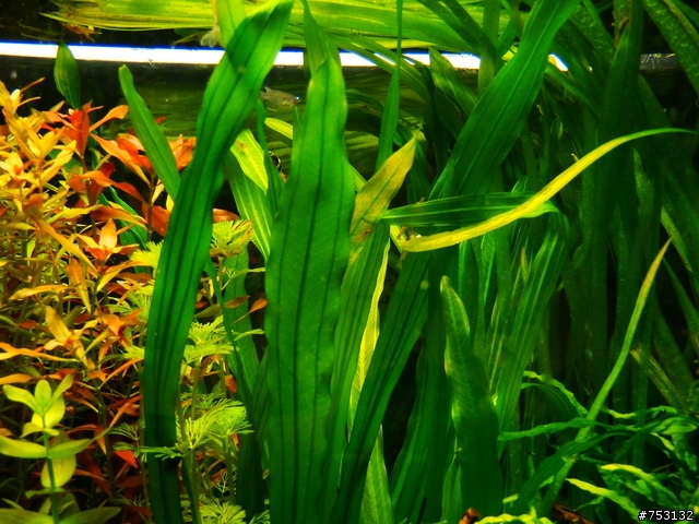 [水族]牛毛草原成景照(20009.11.22~2010.02.19)&新佈景開始。