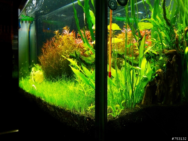 [水族]牛毛草原成景照(20009.11.22~2010.02.19)&新佈景開始。