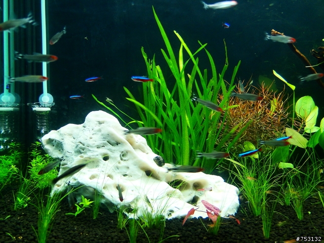 [水族]牛毛草原成景照(20009.11.22~2010.02.19)&新佈景開始。