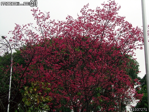 【訊息】陽明山櫻花已盛開