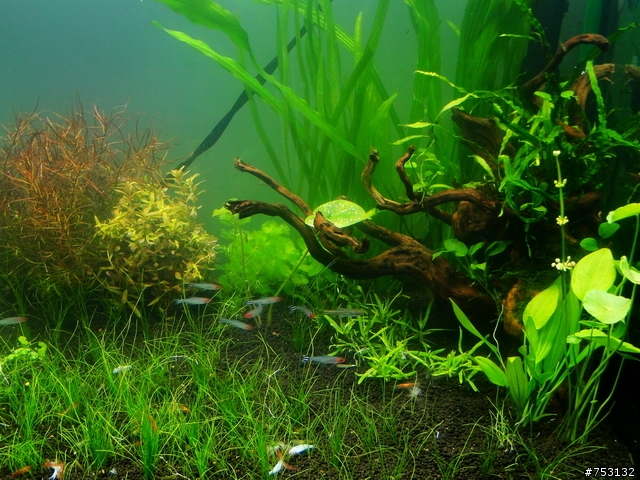 [水族]牛毛草原成景照(20009.11.22~2010.02.19)&新佈景開始。