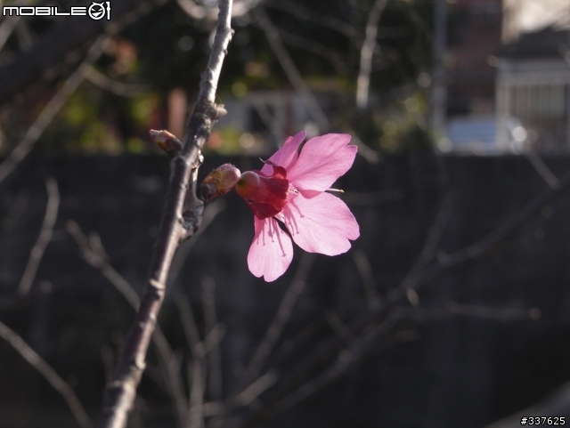 R10拍花花~