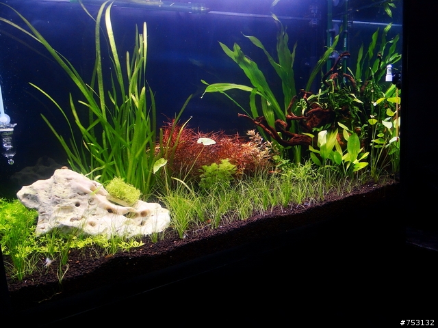 [水族]牛毛草原成景照(20009.11.22~2010.02.19)&新佈景開始。