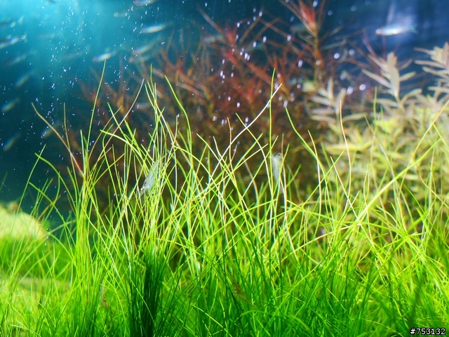 [水族]牛毛草原成景照(20009.11.22~2010.02.19)&新佈景開始。