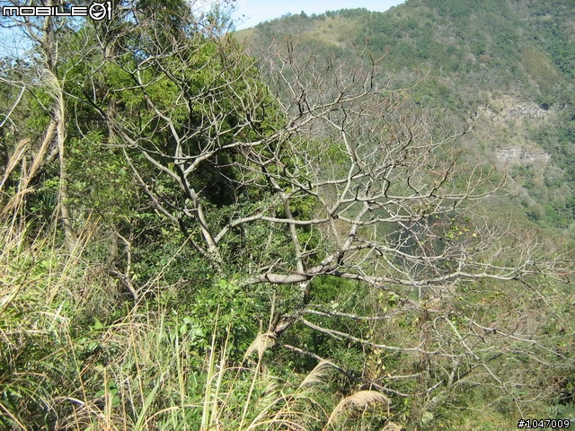 尖石-宇老-秀巒-石磊獨跑去(圖多慎入)