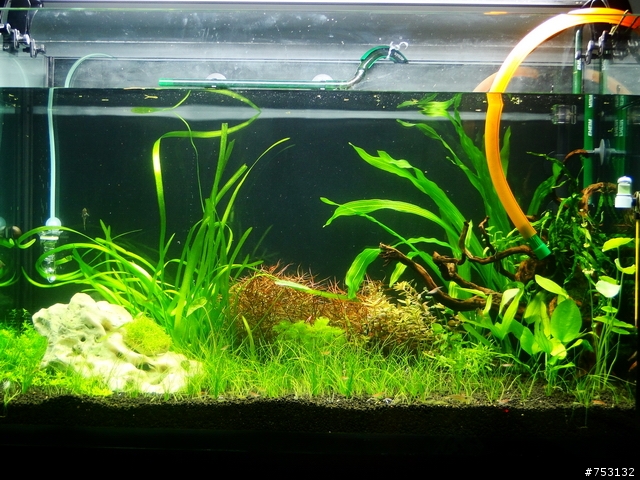[水族]牛毛草原成景照(20009.11.22~2010.02.19)&新佈景開始。
