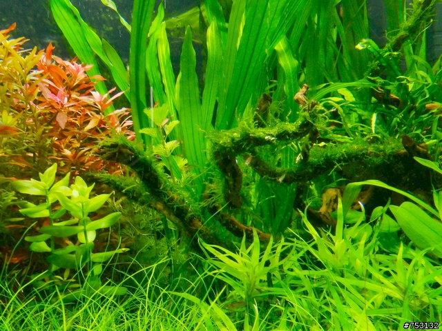 [水族]牛毛草原成景照(20009.11.22~2010.02.19)&新佈景開始。