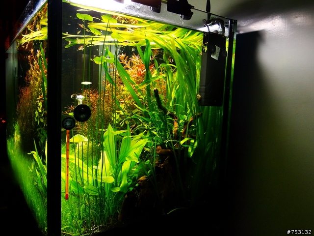 [水族]牛毛草原成景照(20009.11.22~2010.02.19)&新佈景開始。
