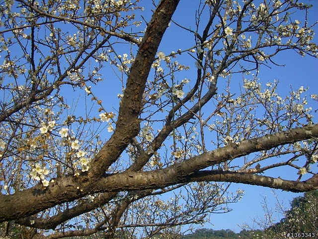 20100113梅林親水岸~~