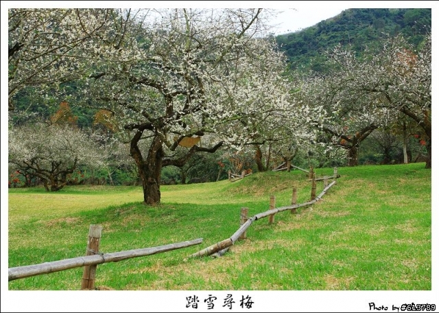 【賞梅】1/8 (五) 烏松崙‧柳家梅園踏雪尋梅(下雨取消)