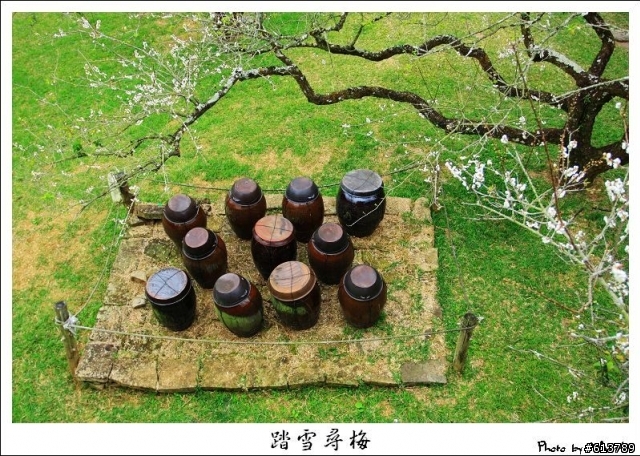 【賞梅】1/8 (五) 烏松崙‧柳家梅園踏雪尋梅(下雨取消)