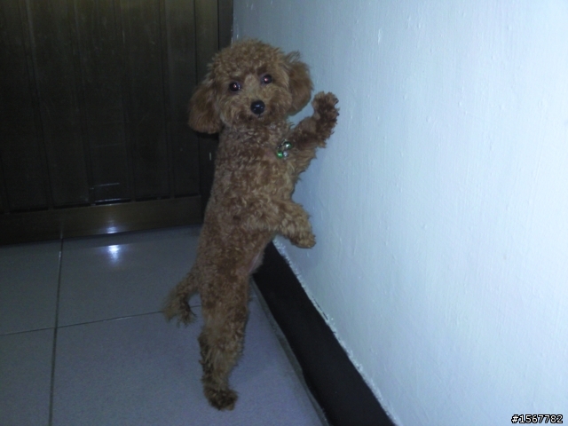 幫忙尋找愛犬(高雄縣大寮鄉)