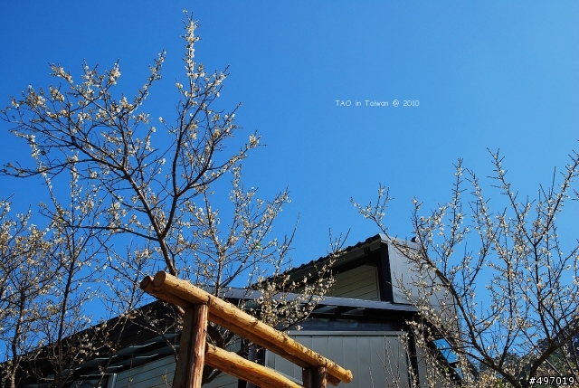 踏雪尋梅*新社.梅林親水岸(花的姿態篇)