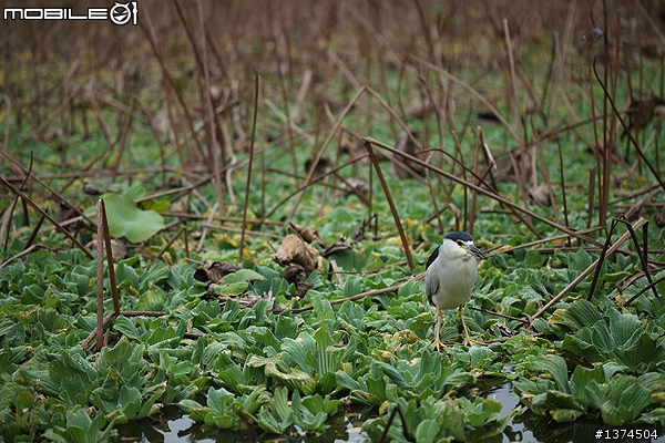 [舊的不去新的不來]EF 100mm f2.8 Macro USM VS EF 100mm f2.8L Macro IS USM