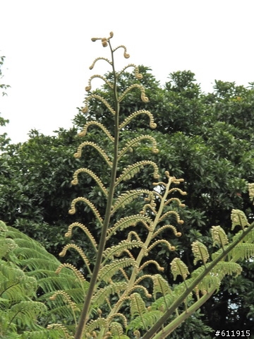 偷得半日閑轉把半日遊:竹子湖海芋~二子坪~大屯山助航台