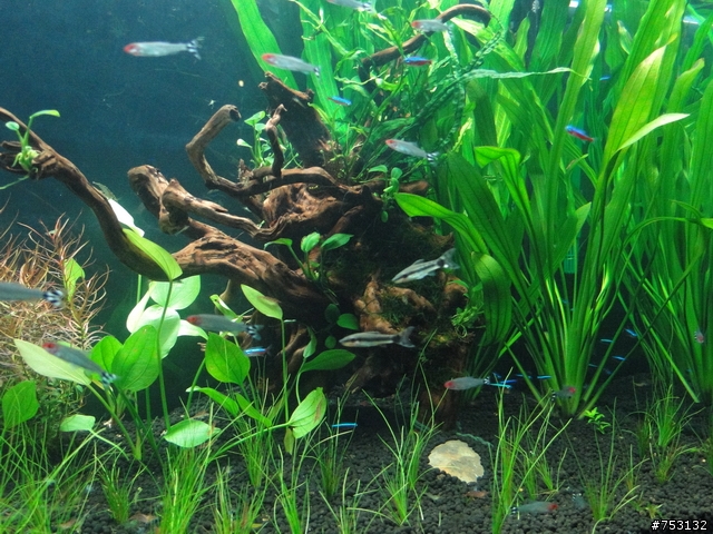 [水族]牛毛草原成景照(20009.11.22~2010.02.19)&新佈景開始。