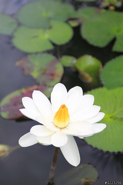 【分享】Canon 16-35mm F2.8II 亂亂拍~