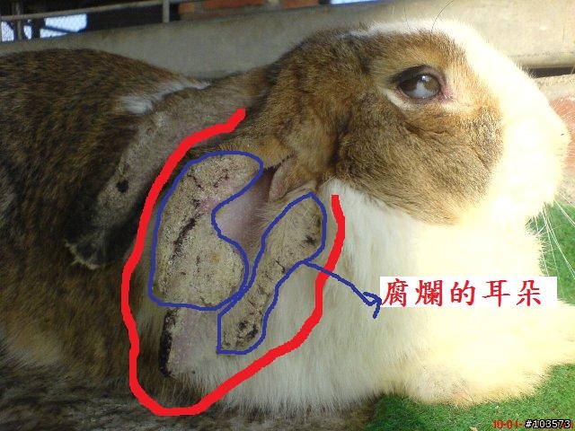 (兔子受傷生病)台南柳營。八老爺牧場